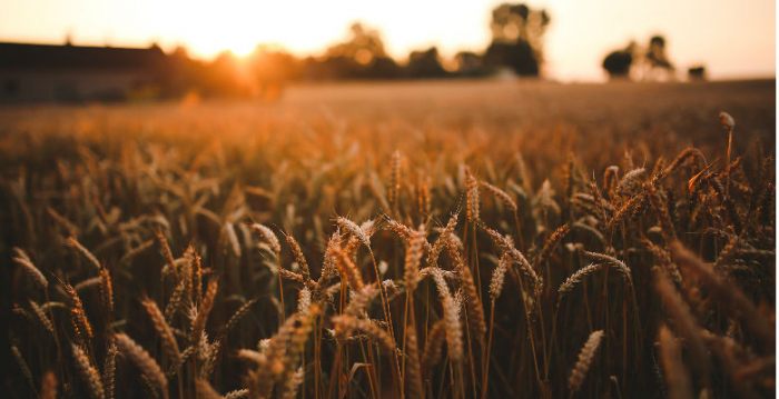 Scientists engineer crops to boost their draught tolerance