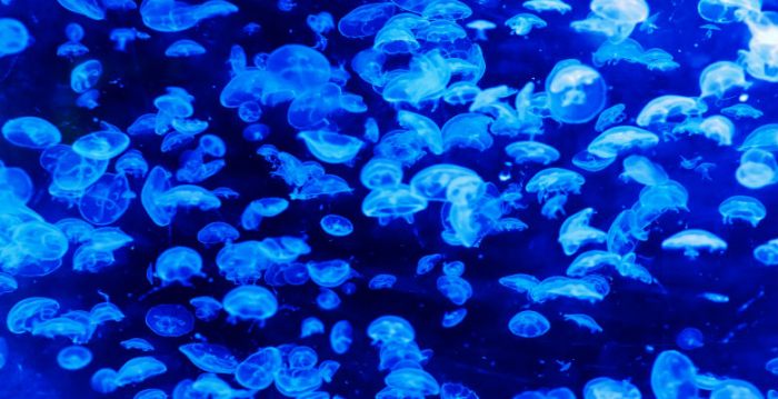 The deepest point in the Earth's seabed harbors unusual bacteria