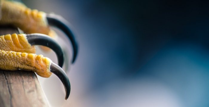 案例分享：掠奪性期刊利用虛假承諾誘騙科研作者