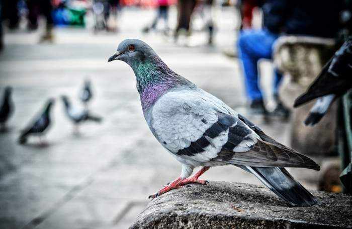 City birds smarter than their rural counterparts