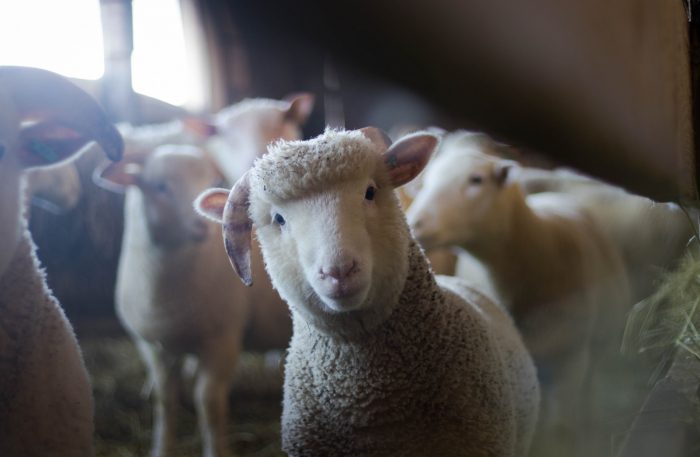 案例分享：報告動物研究需遵守相關規則