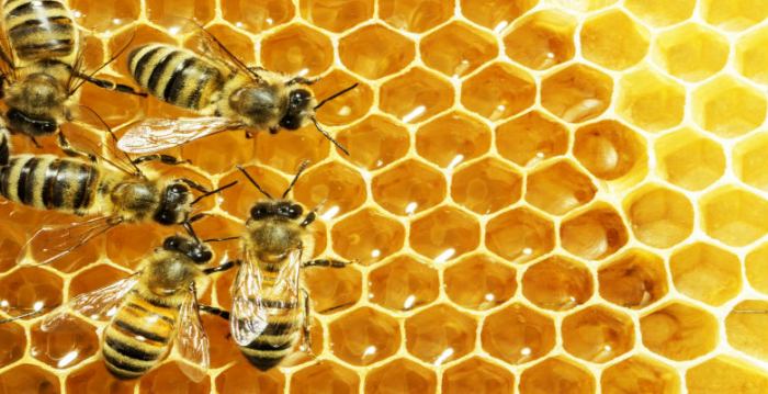 Do bees use a 'cognitive map' to navigate?