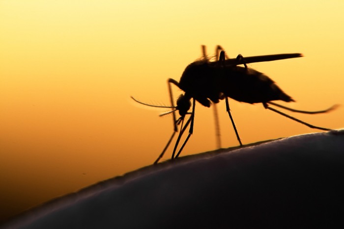 Mosquitoes are attracted to infected mammals