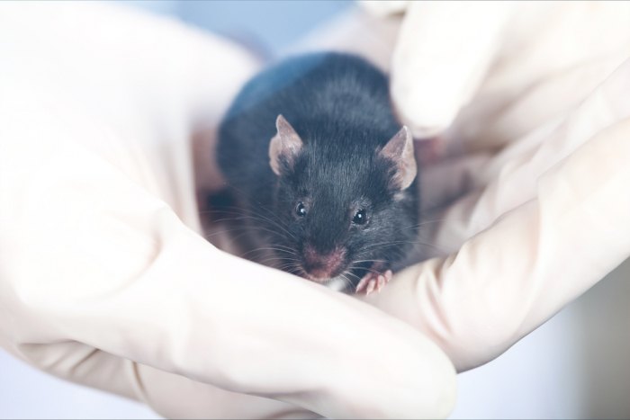 Muscle recovery possible in elderly mice 
