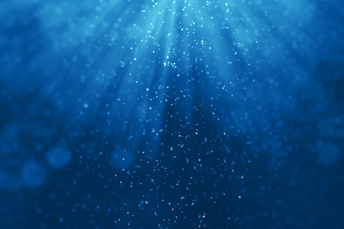 Scientists discover new genus of sea creatures—Dendrogramma