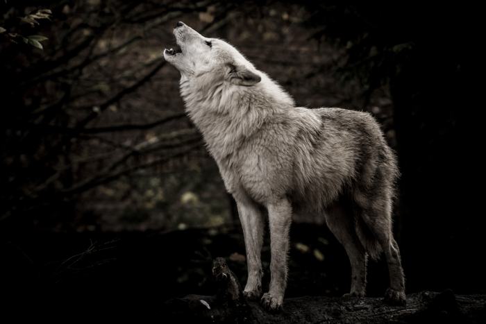 Wolves are considerably better imitators than dogs, says new study