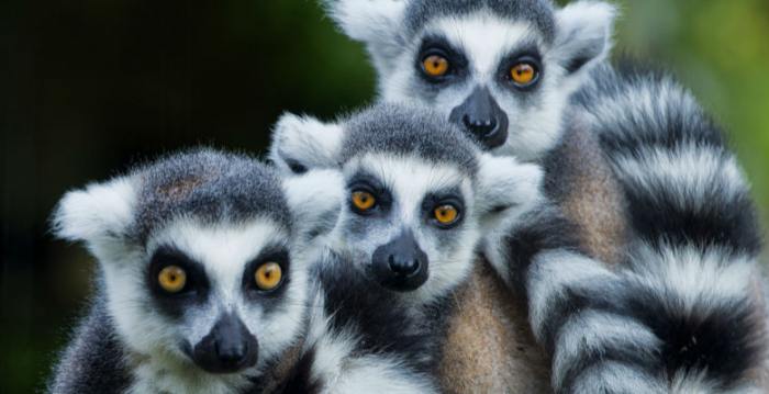 Infant lemurs born to older moms less likely to get hurt