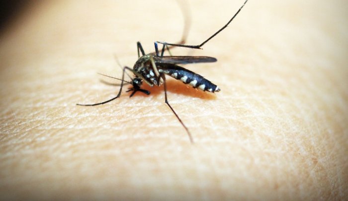 Female mosquitoes have an extra set of odor sensors to detect human scents