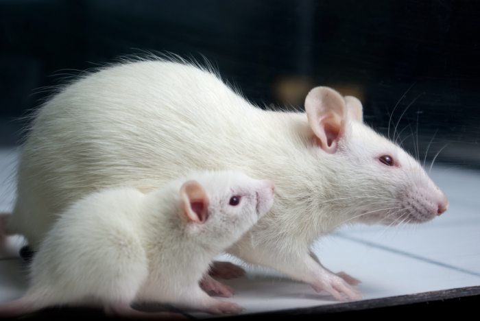 First three days of mouse embryo development observed through a new light miscroscope