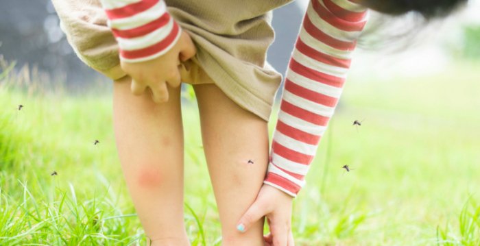 Genetic link underlies mosquitoes' preference for humans or animals 