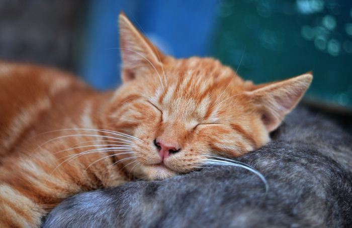 How does the brain switch between wakefulness and sleep?