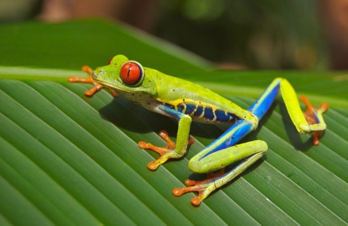 Japanese tree frogs' behavior inspires computational algorithms