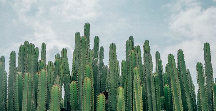 One-third of cactus species on the planet is vulnerable
