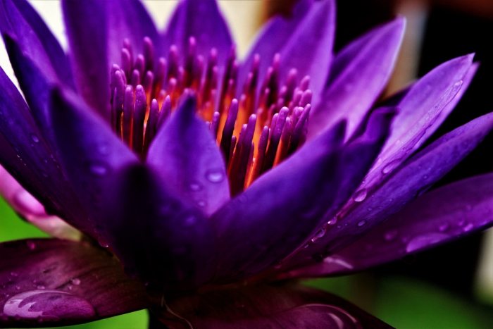 Removing exotic plants restores ecosystem 