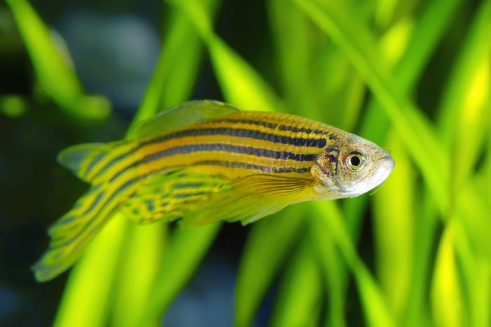 Researchers develop a mathematical model to understand how zebrafish stripes evolve