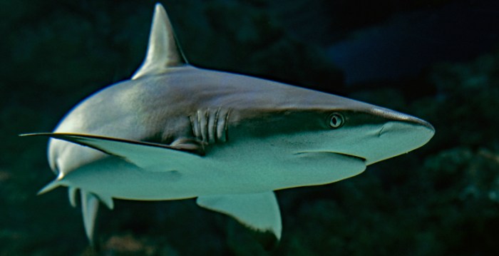 Slow-moving nurse sharks have the slowest metabolism among shark species
