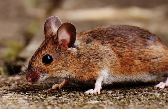 Small region in mouse brain triggering smell-induced reaction identified 