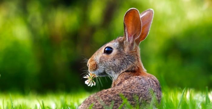 Stem cell transplantation helps restore vision in rabbits
