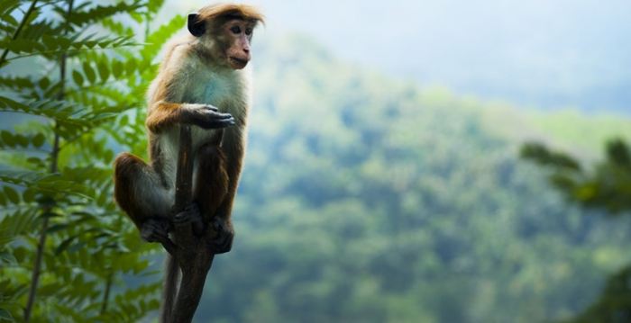Total number of cortical neurons distinguishes the human brain from those of primates