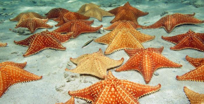 Densovirus responsible for massive die-off of Northeast Pacific Coast sea stars