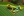 Japanese tree frogs' behavior inspires computational algorithms Japanese tree frogs' behavior inspires computational algorithms